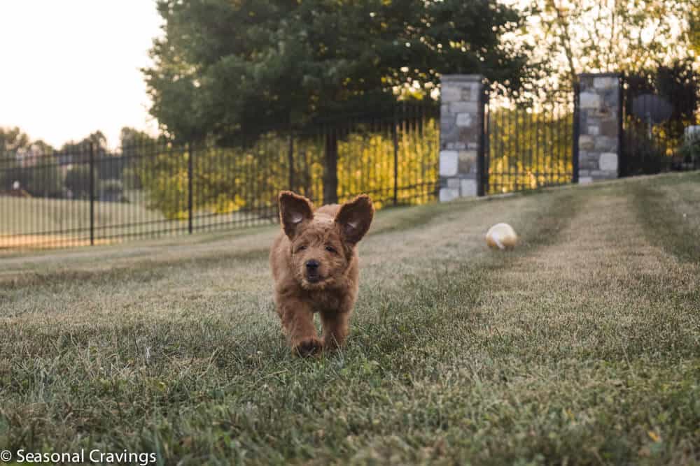 Cooper, the dog, running on grass