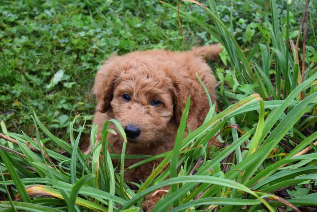 dog in the grass