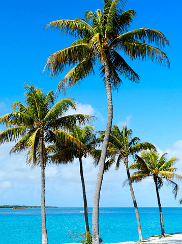 palm trees at the beach