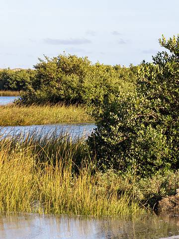 anastasia state park marsh