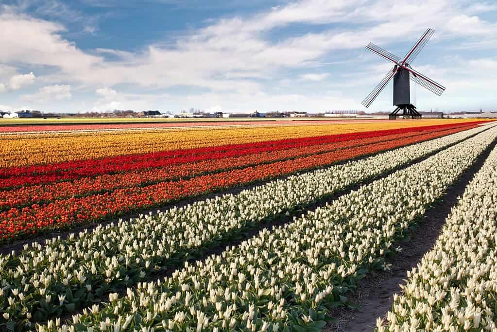 netherlands tulip field