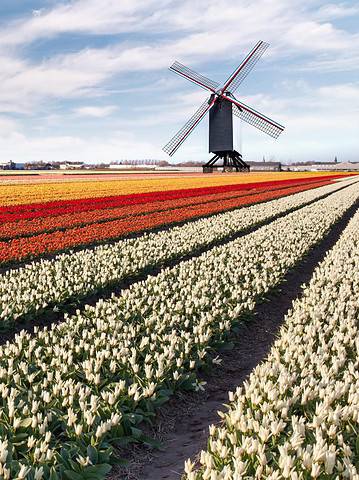 netherlands tulip field