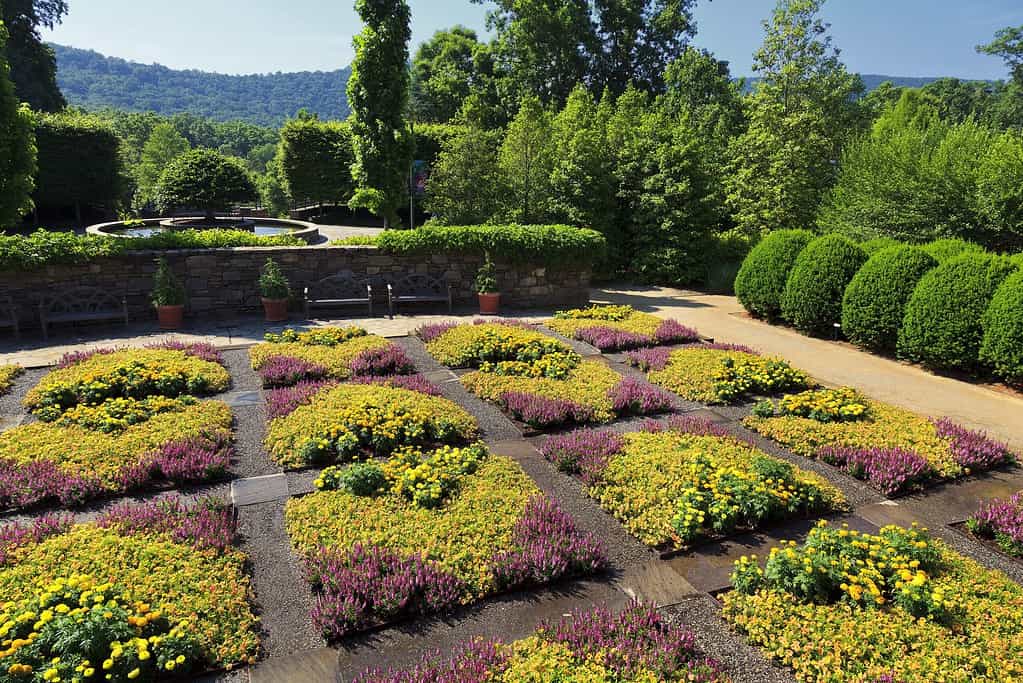 North Carolina Arboretum flowers