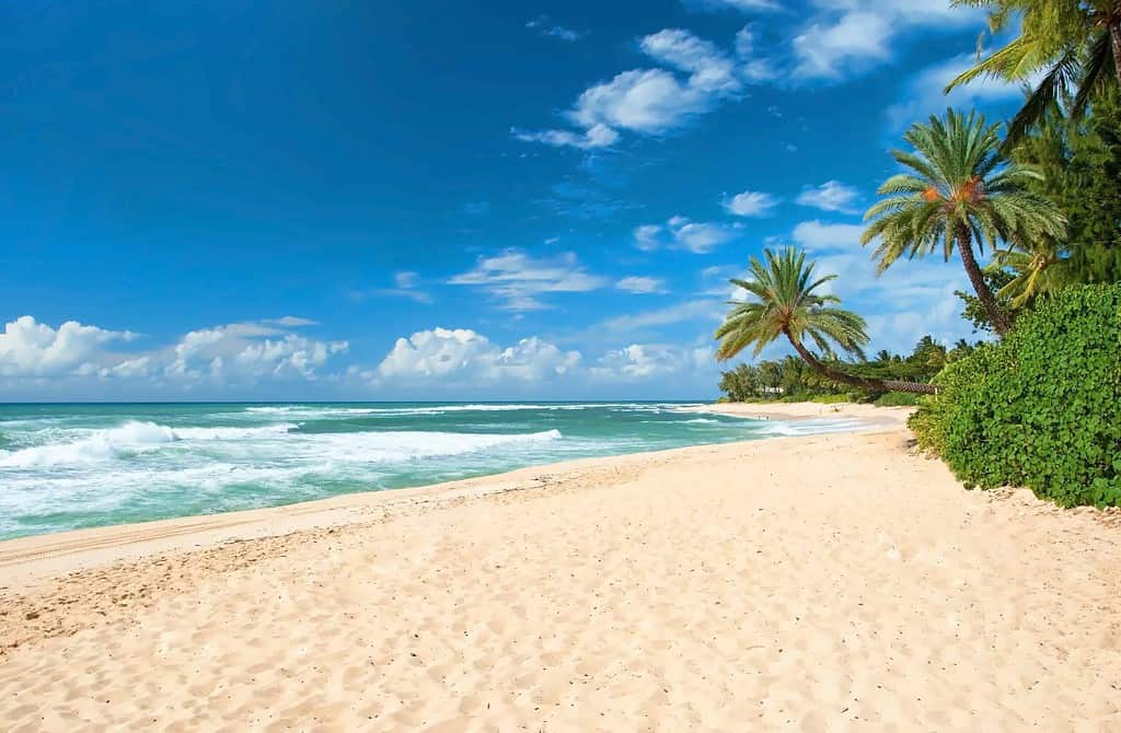 Untouched sandy beach with palms trees and azure ocean