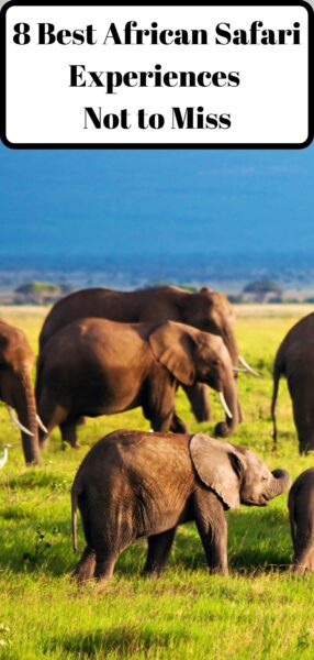 8 Best African Safari Experiences for Your Bucket List: Don't Miss Out!