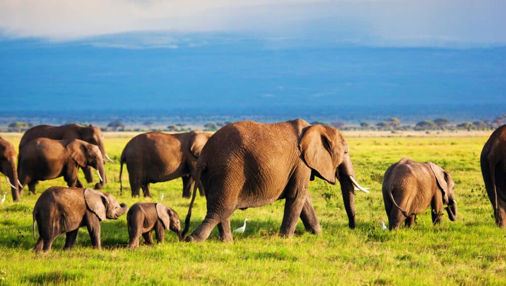 Elephants family and herd on African savanna. Safari in Amboseli, Kenya, Africa