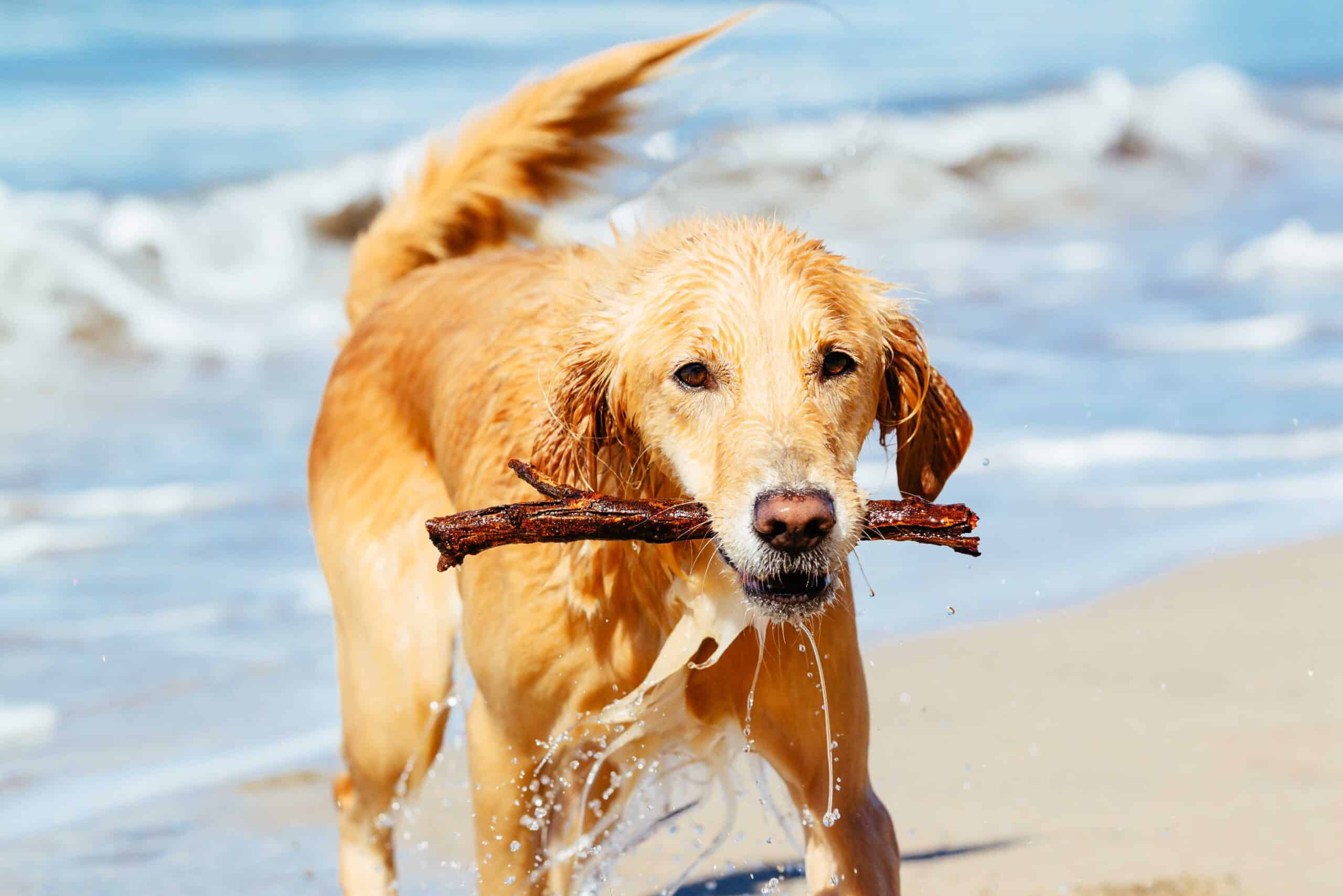 Happy Young Golden Retriever. Addorable Dog Running on the Beach Fetching Stick