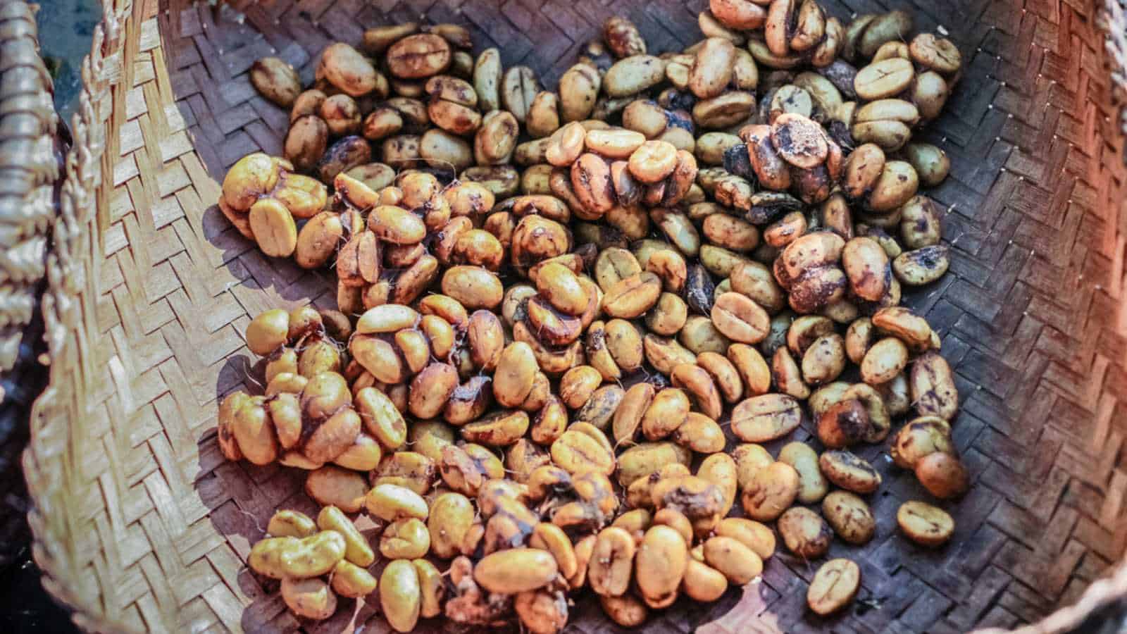 Digested Coffee beans from Luwak (civet cat poop) : Process of Luwak Coffee
