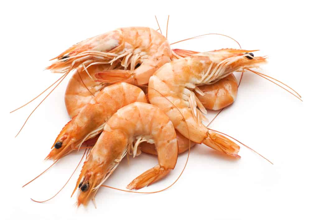 Fresh cooked king prawns isolated on white