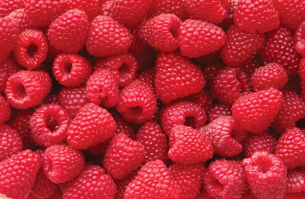 lot of raspberries