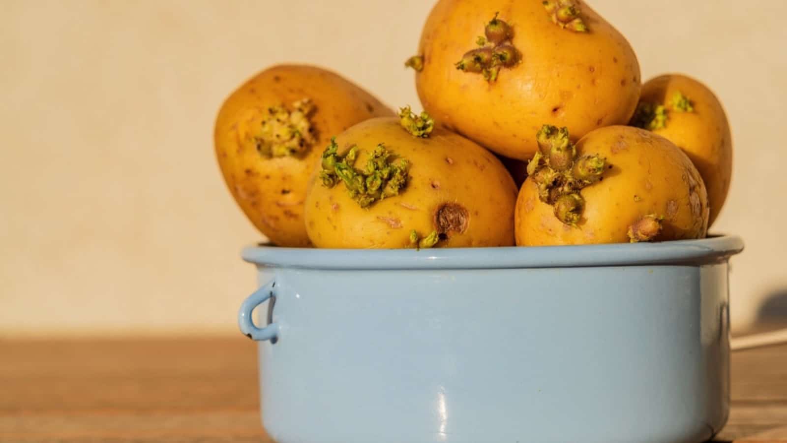 Yellow potatoes in a blue bowl on a wooden table.