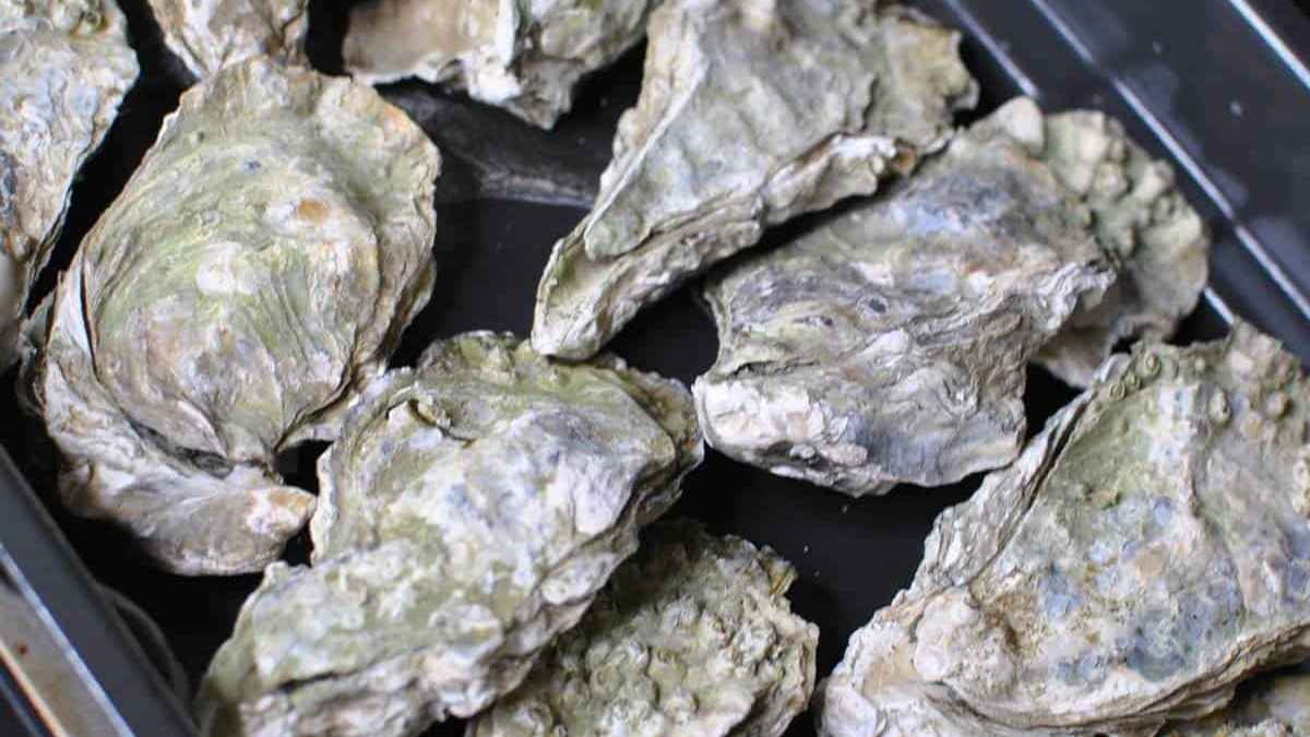 A tray of oysters in a black tray.