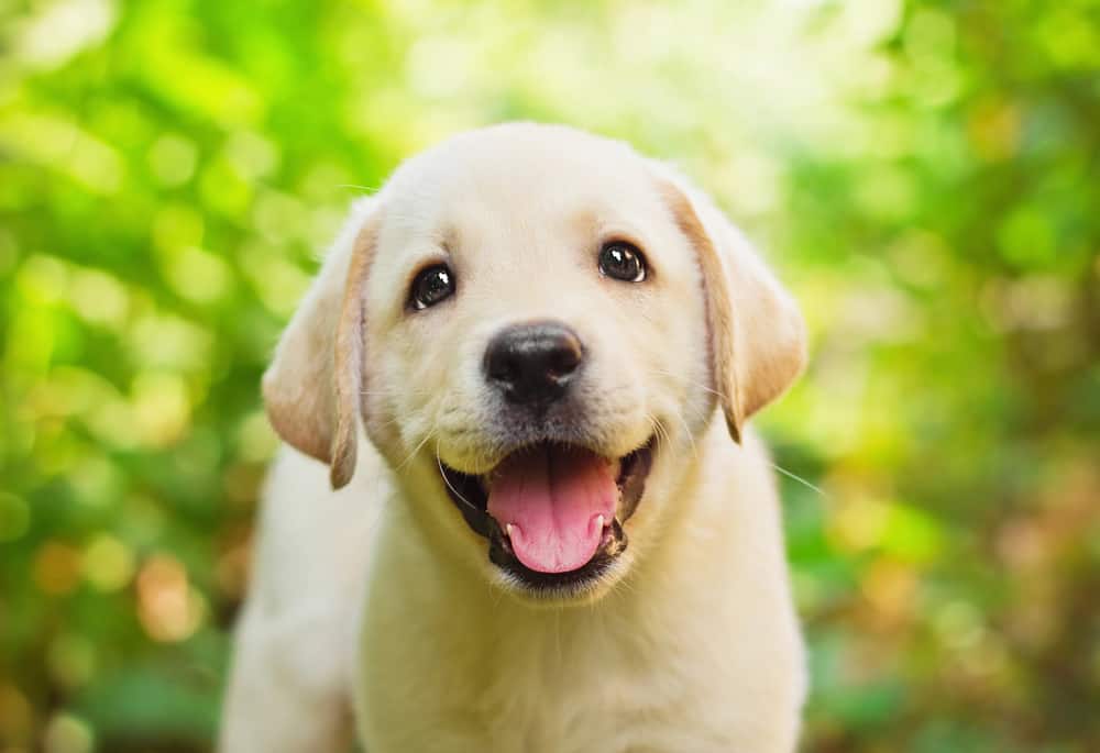 A yellow labrador retriever puppy is looking at the camera.