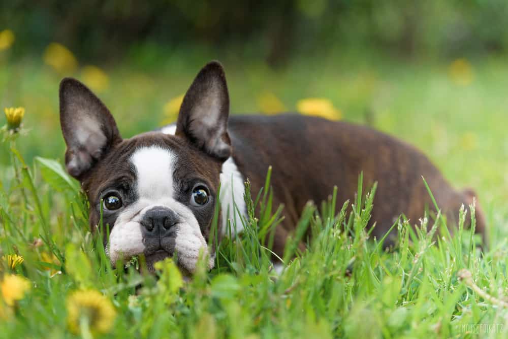 A boston terrier dog laying in the grass.