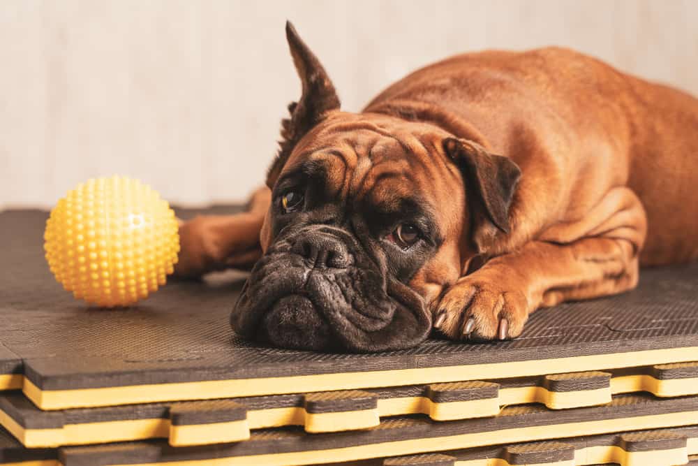 A boxer dog laying on a mat with a yellow ball.