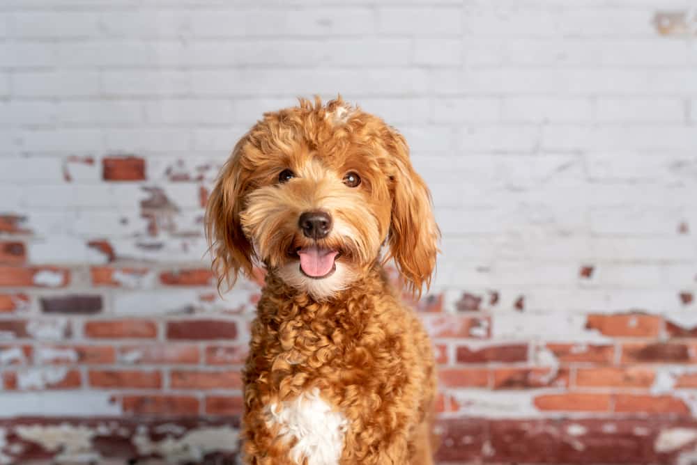 A red poodle standing in front of a brick wall.
