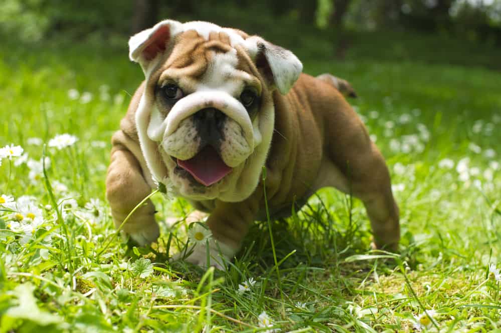 A bulldog puppy running through the grass.