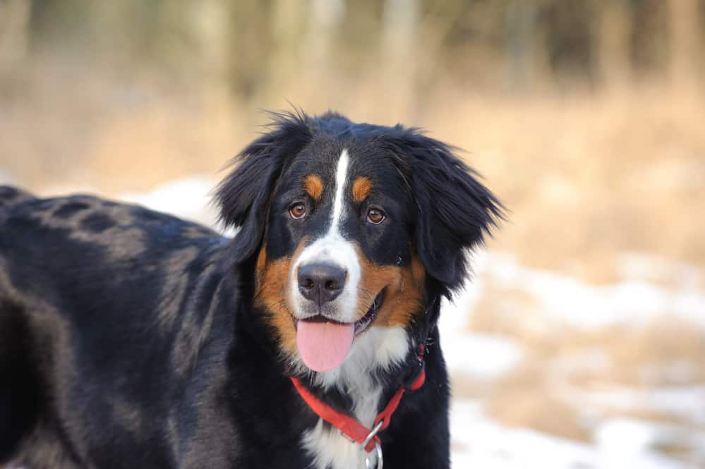 A bernese mountain dog standing in the snow.
