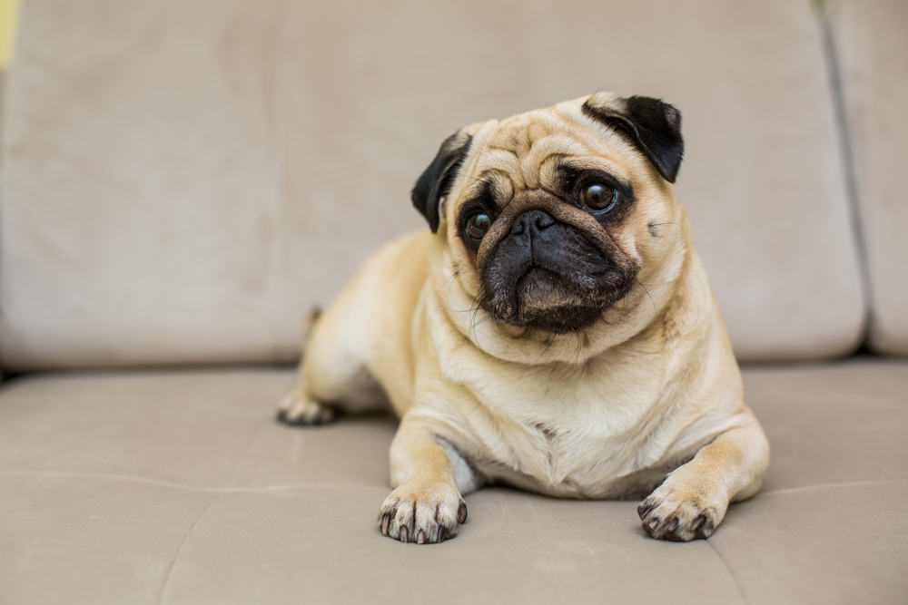 A pug dog sitting on a beige couch.