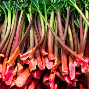 A bunch of rhubarb stalks, a red and tangy vegetable commonly used in pies.