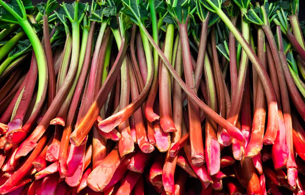 A bunch of rhubarb stalks, a red and tangy vegetable commonly used in pies.