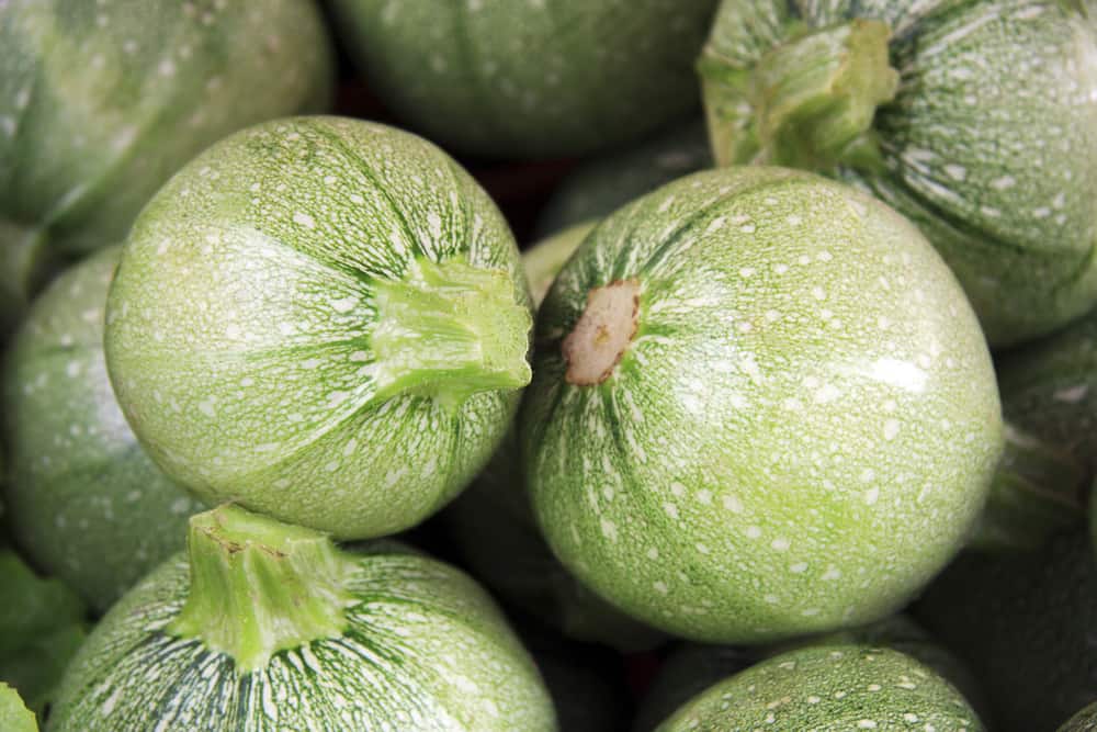 A close-up of round, green gourds with speckled skins.