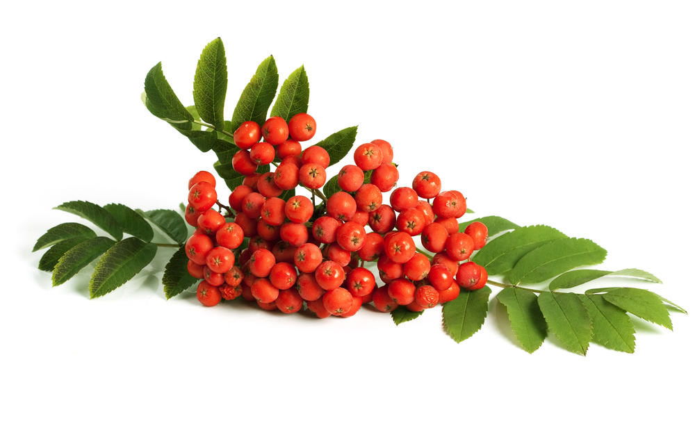 A bunch of red raspberries with green leaves.
