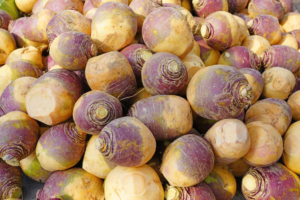 A pile of vibrant purple and yellow turnips.