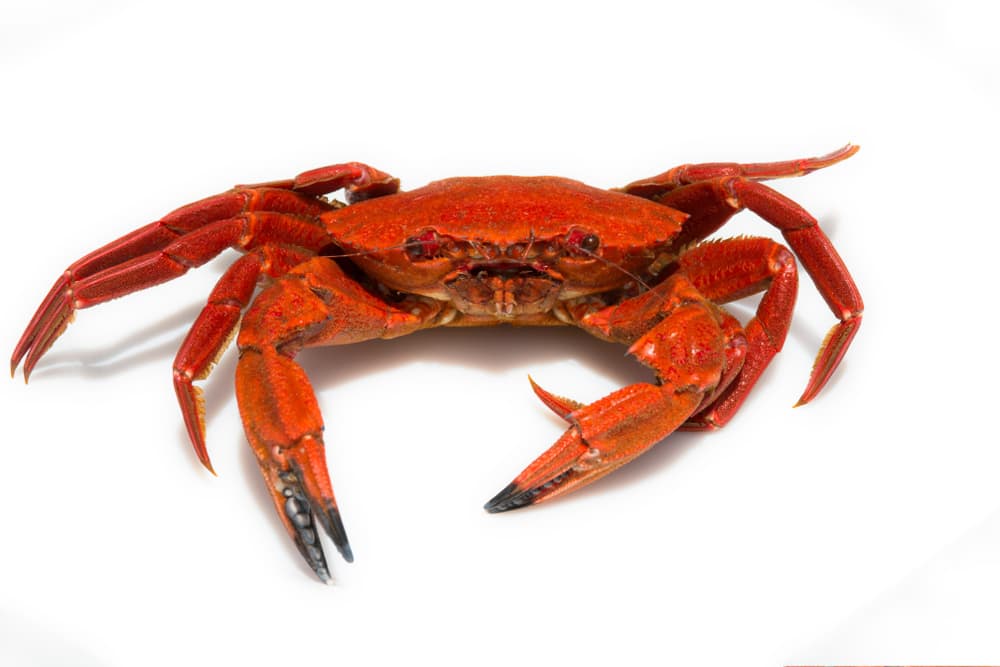 A red crab on a white background, featuring vegetables.