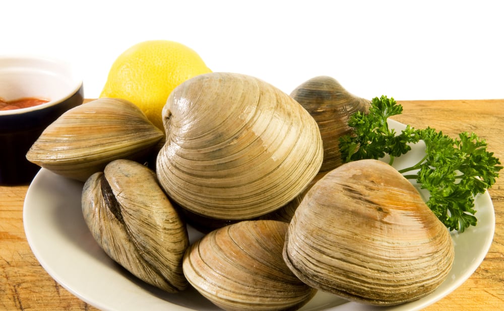 Fresh clams on a plate with quince, lemon, and parsley, ready for cooking.