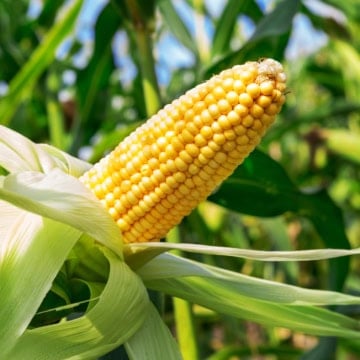 corn on the cob outside in the husk