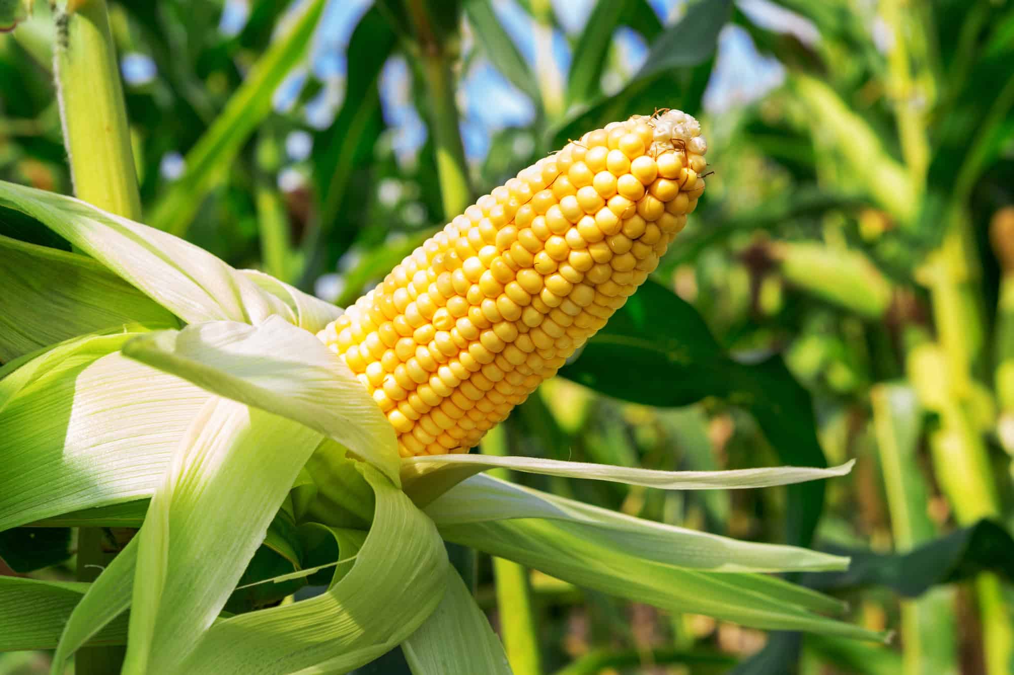 fresh corn on the cob with husks