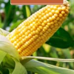 how to freeze corn on the cob